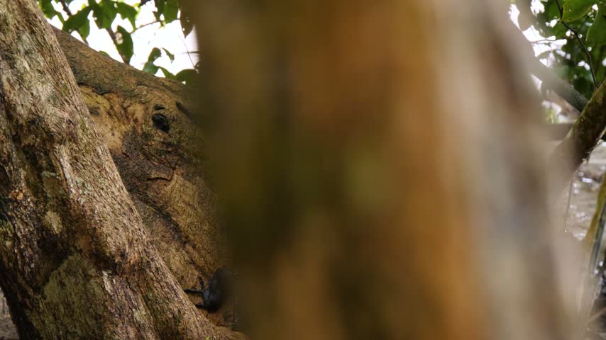 Camera pans across a tree to reveal a black spiny-tailed iguana resting against a fallen log in the tropical forest of Costa Rica.