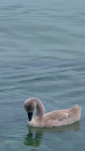 Fluffy mute swan cygnets swim peacefully and preen their down feathers in clear lake water.