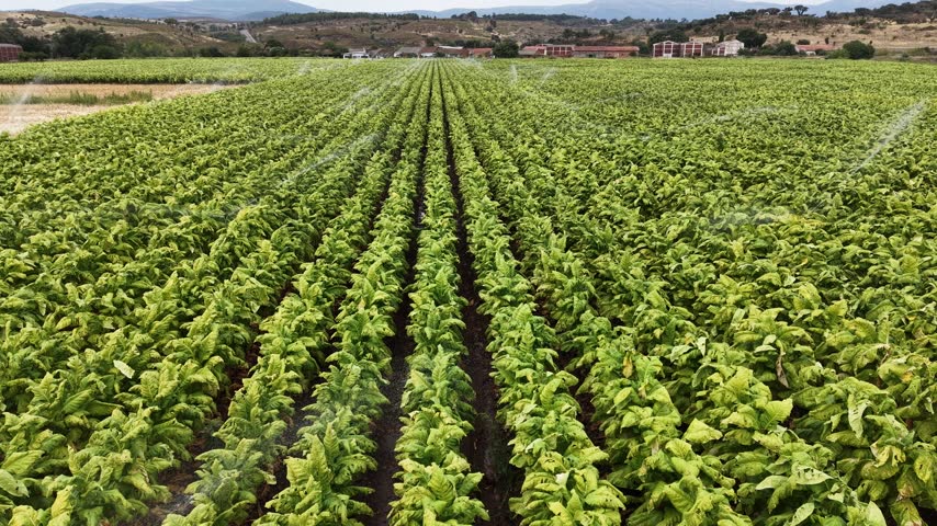 Aerial view of rows of green tobacco plants being irrigated in the agricultural landscape of Talayuela, Extremadura, Spain.