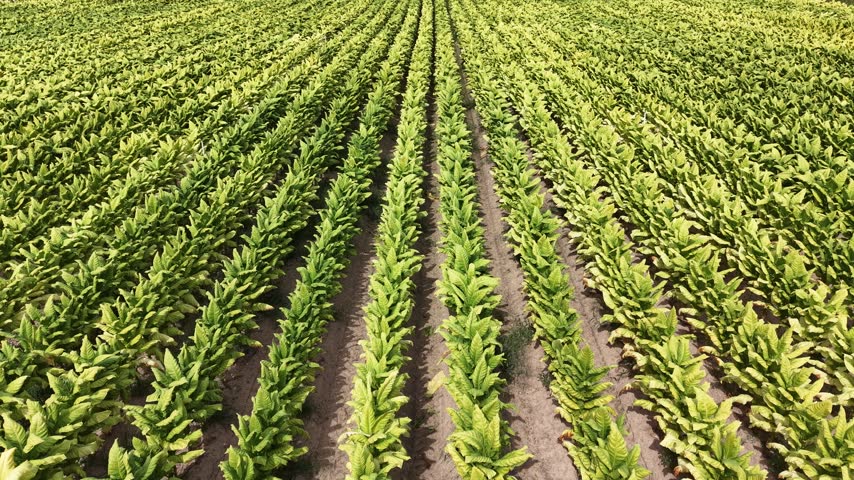 Aerial view of rows of green tobacco plants growing in agricultural fields in Talayuela, Extremadura, Spain.