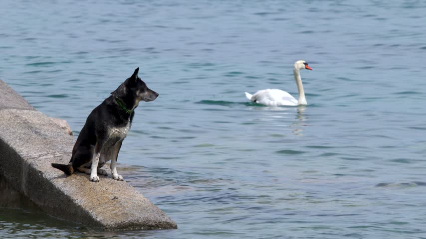 A black dog sits on a stone ramp watching a white swan swim across Lake Geneva.