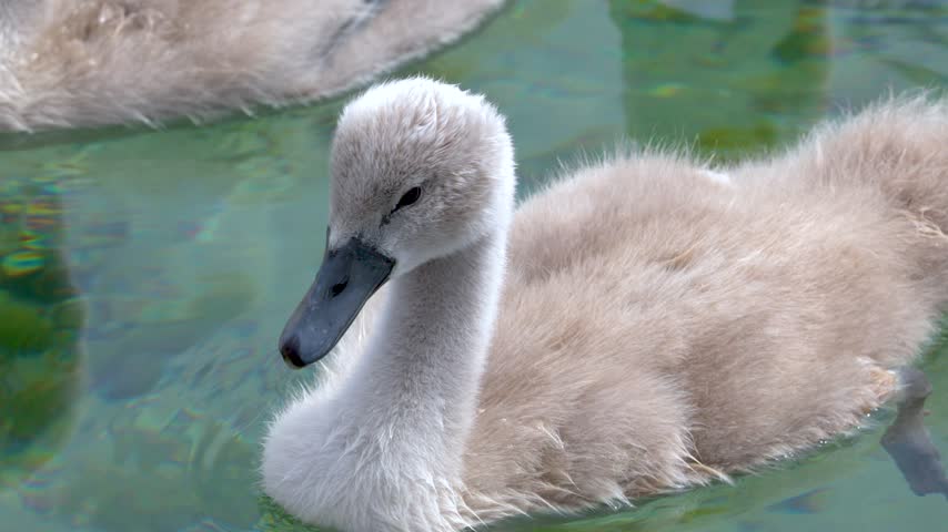 A fluffy mute swan cygnet swims gracefully in clear turquoise lake water in natural daylight.
