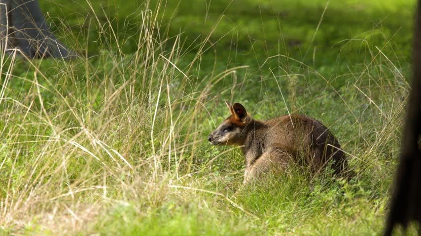 A wild wallaby rests quietly amongst tall green grass under bright natural sunlight in Dubbo.