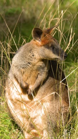 Australian swamp wallaby stands alert in sunlit dry grass in Dubbo, New South Wales.