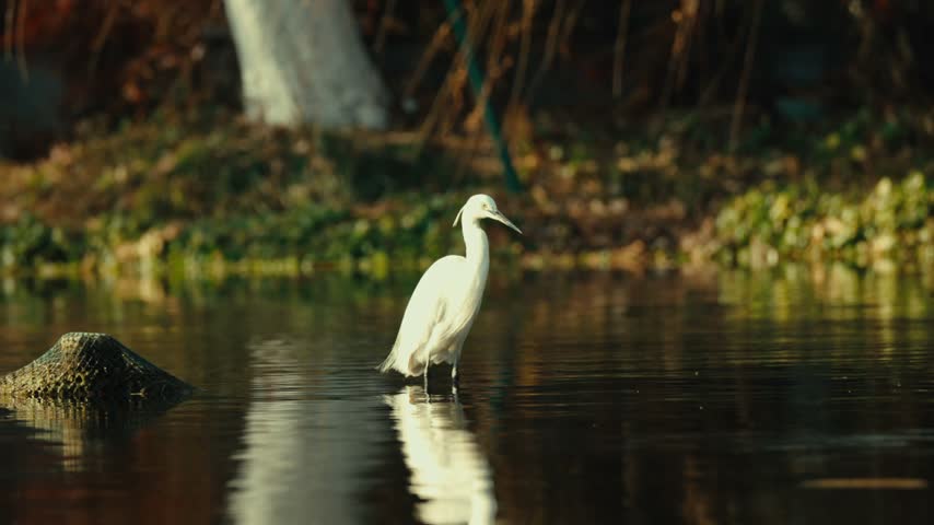 White egret standing in calm shallow water in Hangzhou, China