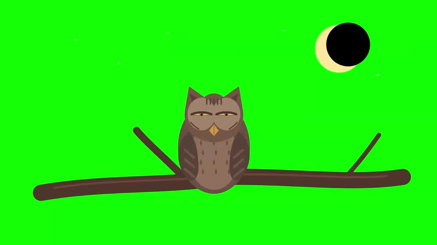 Animated cartoon owl on tree branch with moon on green screen