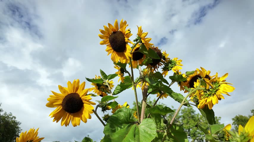 Multi headed sunflowers bobbing about with blue and cloudy sky.