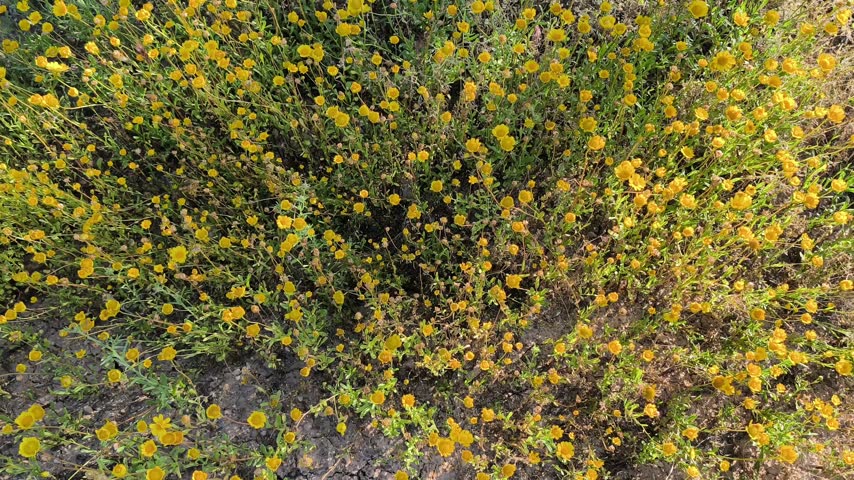 Ground full of yellow flowers