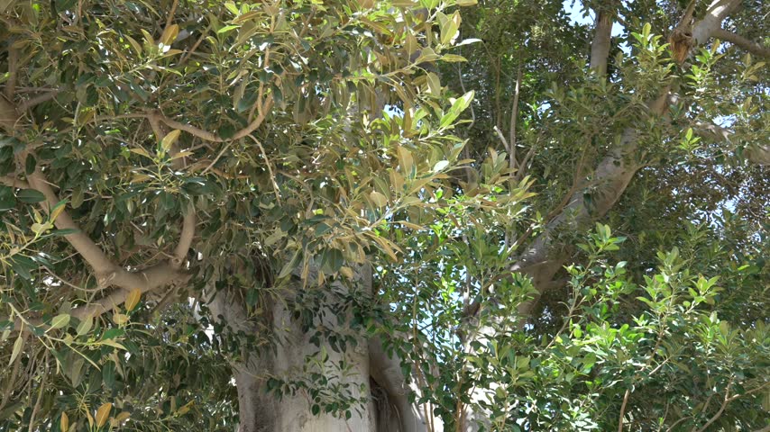Lush green patio garden inside Palacio de las Duenas, Seville