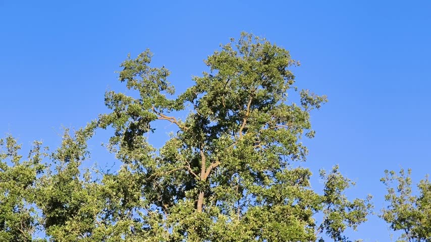 Large leafy tree with deep and glossy green leaves