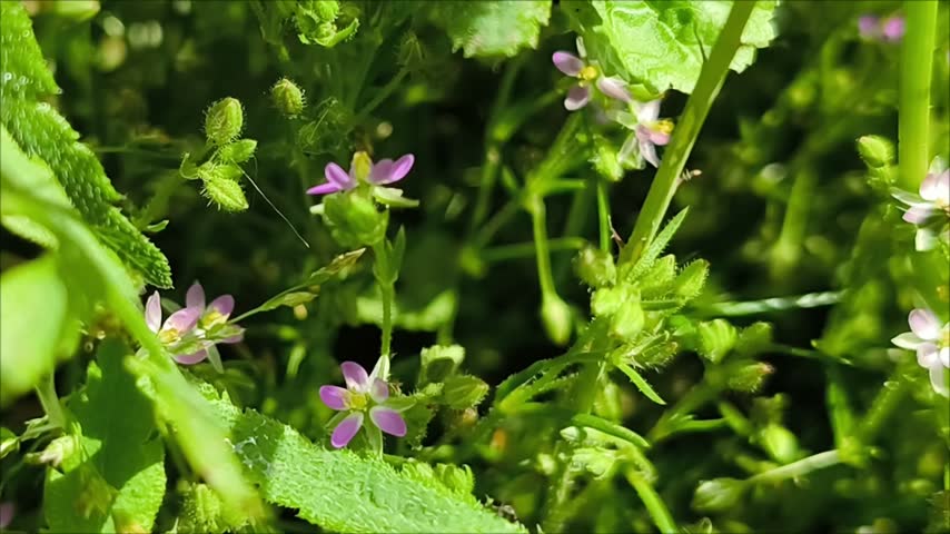 Many little purple flowers in nature