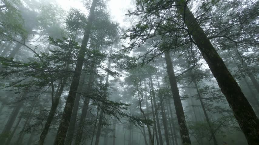 Tall pine trees stand in a dense forest during a foggy morning while light filters through the mist to create a calm and peaceful outdoor atmosphere