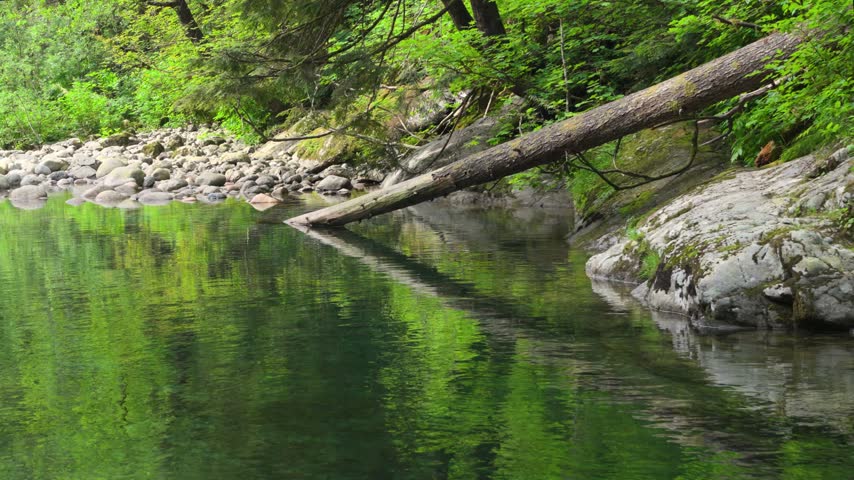 Clear river water flows past mossy rocks and fallen tree in lush Lynn Canyon forest
