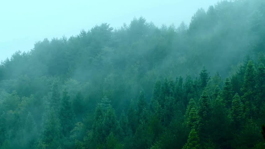 Dense forest landscape with thick fog and mist covering green pine trees in a natural environment during a peaceful and quiet morning time