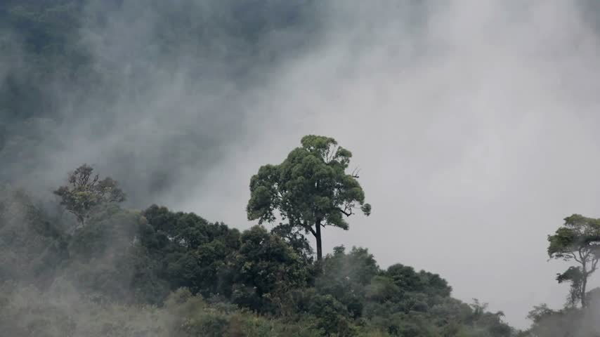 Mist moving through dense forest trees on a peaceful mountain landscape in 4K resolution Dense fog drifts slowly over the lush green trees in a peaceful mountain forest.