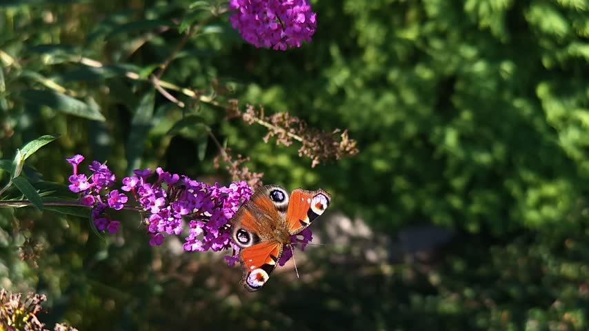 An exotic butterfly on flowering plants on a sunny day.