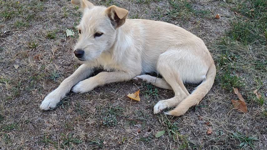 A yellow dog is resting on the grass and looking around.