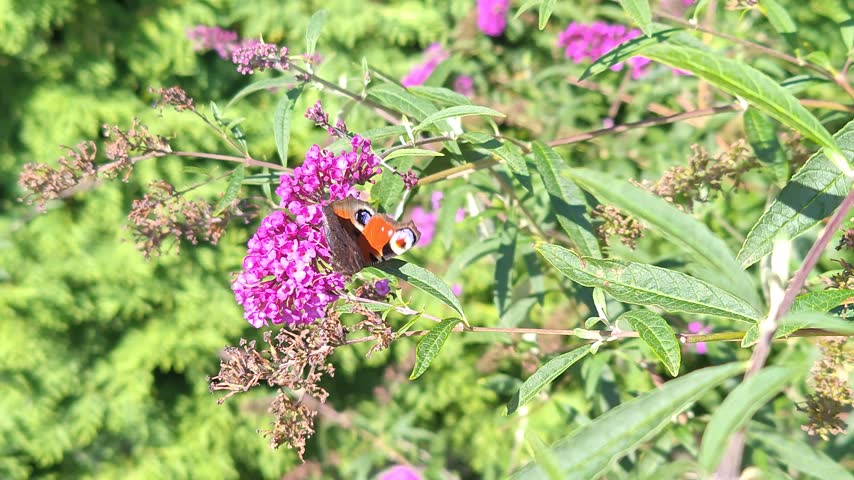 A beautiful moth is perched on a flowering shrub.