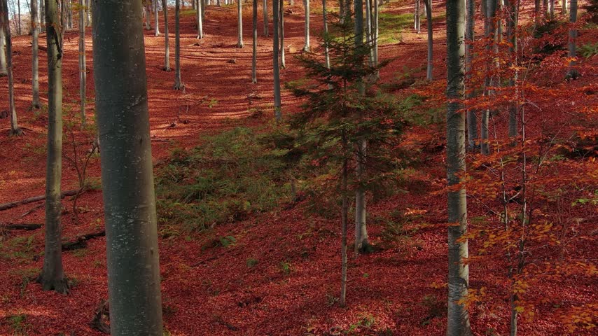 Aerial view of a dense forest floor covered in vibrant red and orange autumn leaves with tall tree trunks and scattered green foliage in Romania.