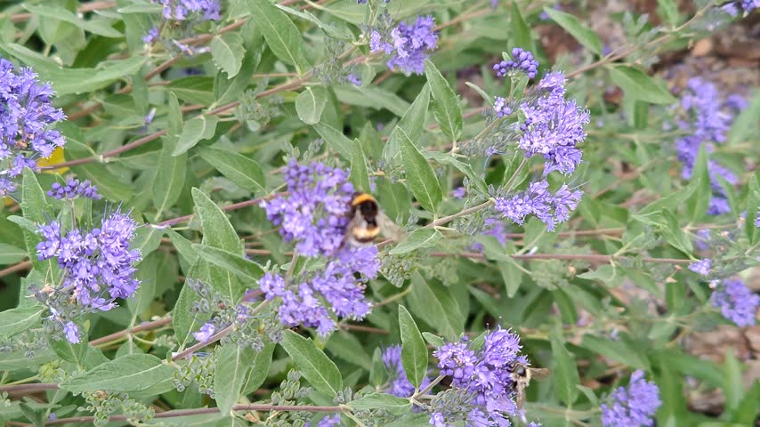 A large bumblebee sits on bright, fragrant flowers in a close-up shot.