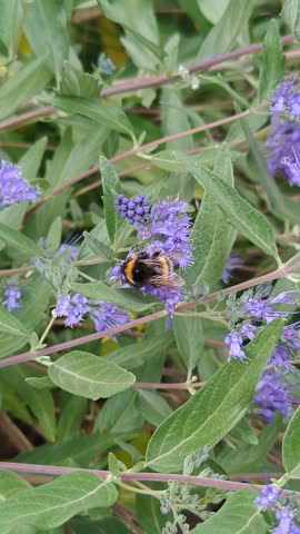 A large bumblebee sits on bright, fragrant flowers.