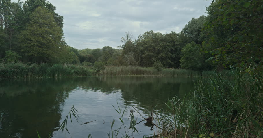 Dark green pond reflects overcast sky and surrounding vegetation, with tall reeds on right edge and dense forest beyond reed line under gray clouds