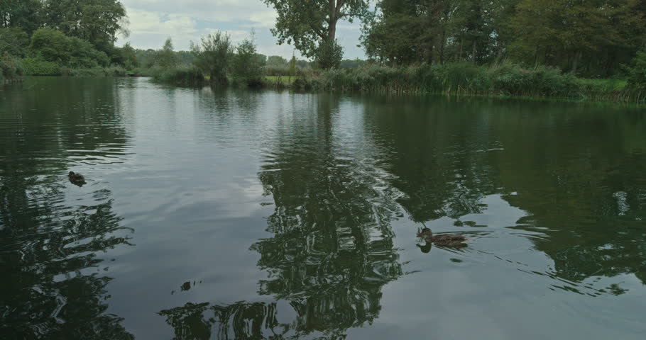 Two ducks swim in calm water reflecting greenery and overcast sky with gentle ripples radiating from their movements, bordered by dense trees and reeds along the banks