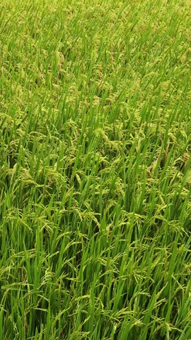Rice paddy field in Vietnam.	