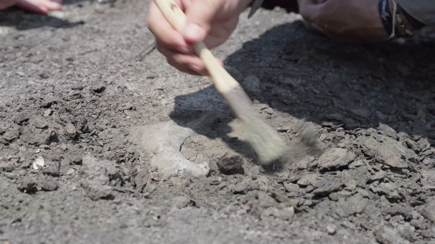 Paleontologist using a brush to carefully excavate a fossil bone of a giant sloth.