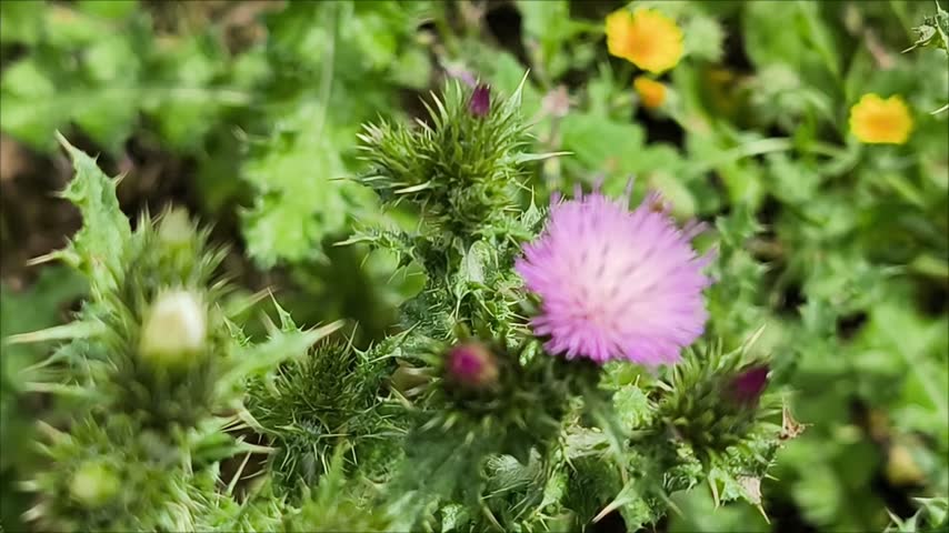 Purple flowers in the nature