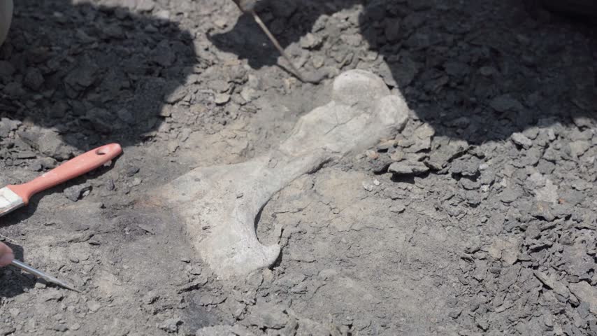 Top down close up of two paleontologists delicately excavating a giant sloth fossil using awls.