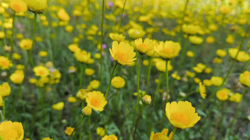 Several fairly developed yellow flowers in the field
