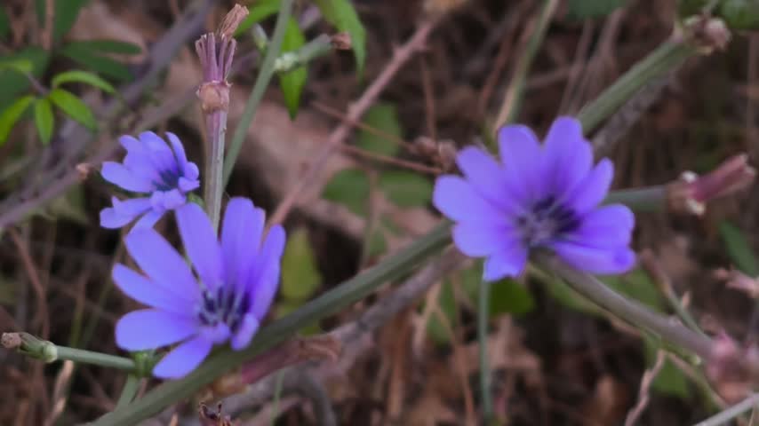 Three curious and pretty purple flowers