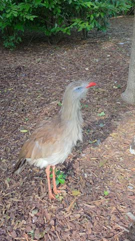 ​Close-Up Shot of a Red-Legged Seriema Standing and Looking Around Outdoors.