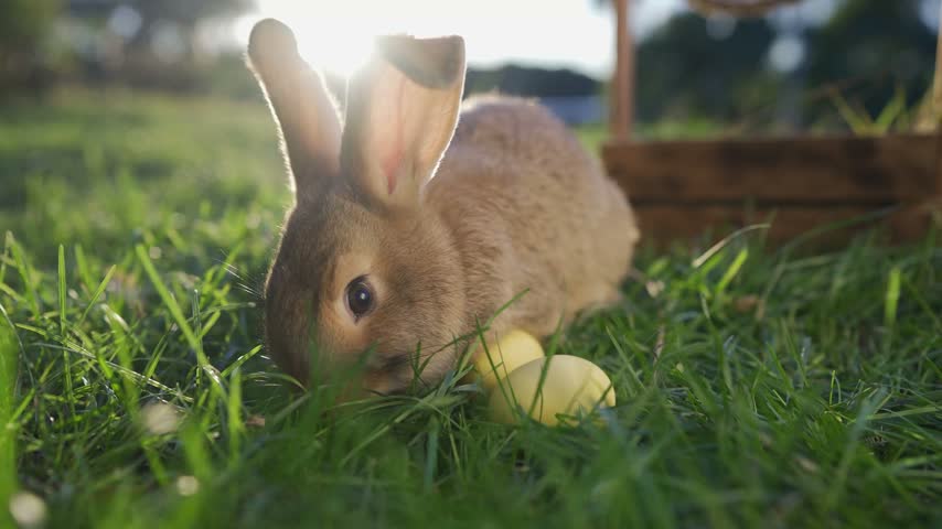 Easter rabbit egg courtyard. A rabbit is nibbling on grass while a rabbit is near colorful eggs. The rabbit enjoys the serene setting among fresh grass and a basket.