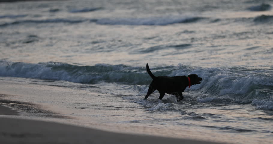 Playful Labrador Retriever Dog Running and Splashing in the Ocean Surf on a Sandy Beach at Sunset