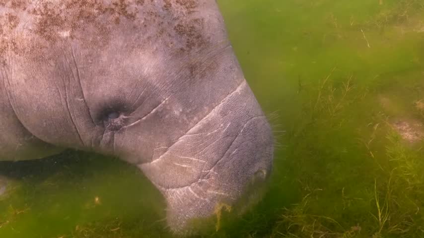 Aerial view of a manatee feeding on seagrass in the water in Ocean Shores, Washington, United States.