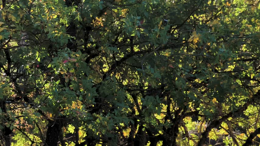 Green leaves in the trees in a forest