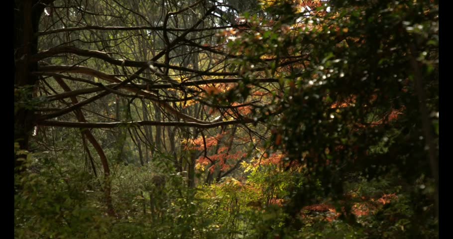 A natural forest scene featuring lush trees and old, interlacing branches. Sunlight filters through the gaps in the foliage, illuminating the autumnal hues—such as orange, yellow, and green—in the background.