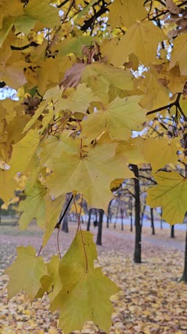autumn landscape, maple leaves, autumn in the park