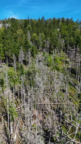Aerial drone flyover of a dead Ponderosa pine forest in the Black Hills, USA. Vertical video.