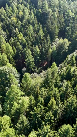 Aerial view of the Black Hills in South Dakota, USA. Coniferous forest and pine-covered mountains. Vertical video.