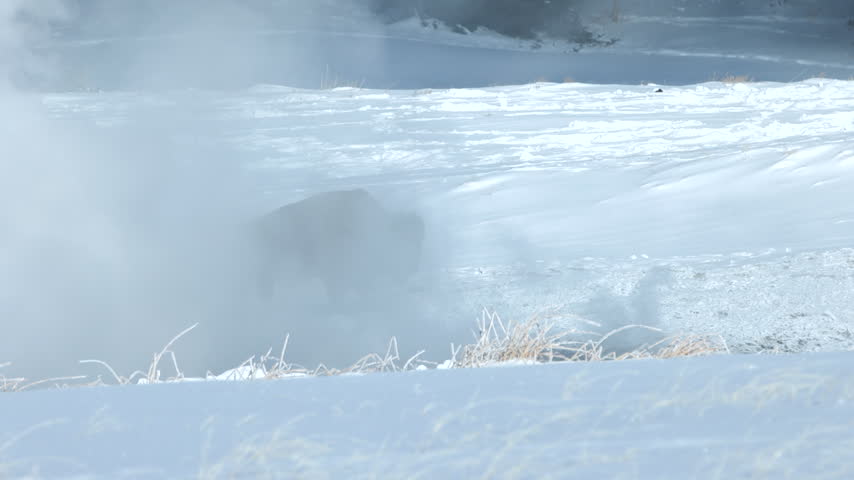 A Huge Bison Walking Along in a Snowy Landscape Emerges from Behind Clouds of Steam Generated by Hot Springs in Yellowstone National Park in Winter