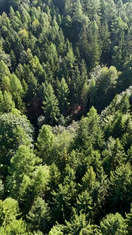 Aerial view of the Black Hills in South Dakota, USA. Coniferous forest and pine-covered mountains. Vertical video.