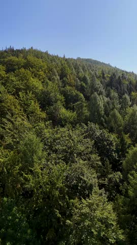 Aerial view of the Black Hills in South Dakota, USA. Coniferous forest and pine-covered mountains. Vertical video.