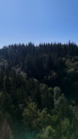 Aerial view of the Black Hills in South Dakota, USA. Coniferous forest and pine-covered mountains. Vertical video.