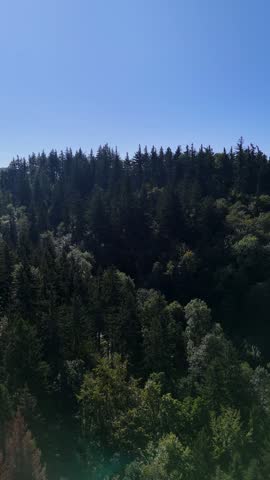 Aerial view of the Black Hills in South Dakota, USA. Coniferous forest and pine-covered mountains. Vertical video.
