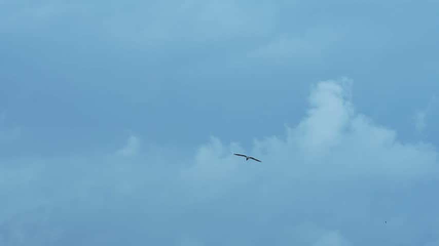 Seagull flying in cloudy sky
