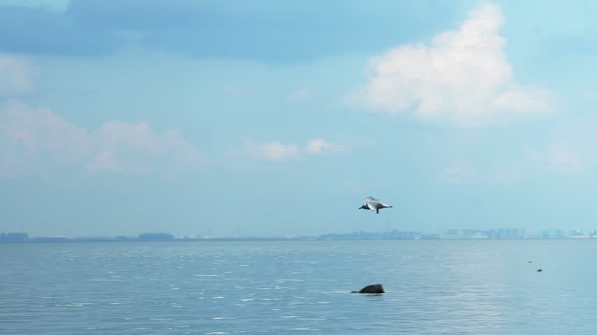 Seagull flying over the sea with city skyline in the distance