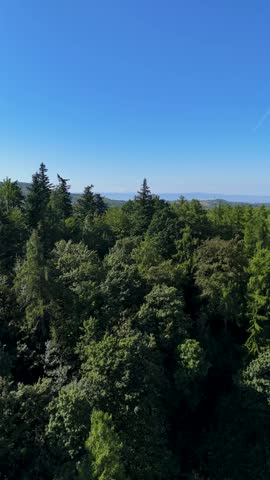 Aerial view of the Black Hills in South Dakota, USA. Coniferous forest and pine-covered mountains. Vertical video.